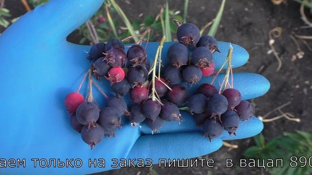 ирга сорта ПЕМБИНА  и  ПРИНЦ УИЛЬЯМ