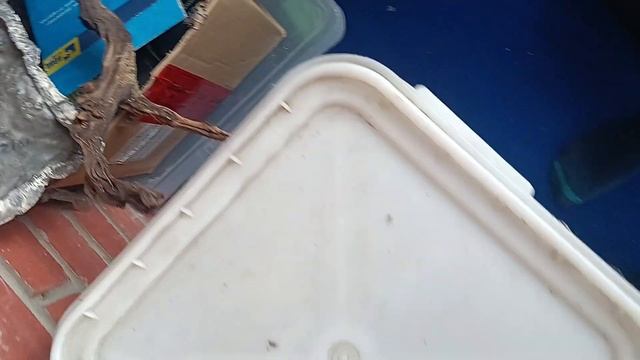 для авито, что есть аквариумного смотреть онлайн