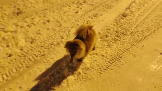 Шпиц Персик гуляет а метель.