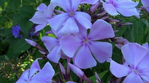 Флокс ВЛАДИМИР - обзор, описание, цветение, отзыв.