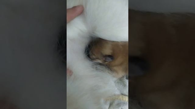 щеночек померанского шпица