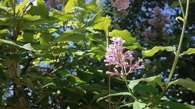 Притча. Вера в мужа смотреть онлайн