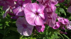 Флокс метельчатый Русская Красавица. Автор: Репрев Ю.А. Год: 1995.