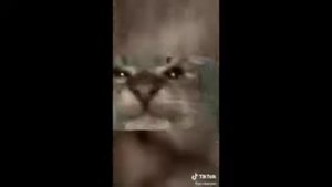 Все ремиксы мема "кит ты маму мав"