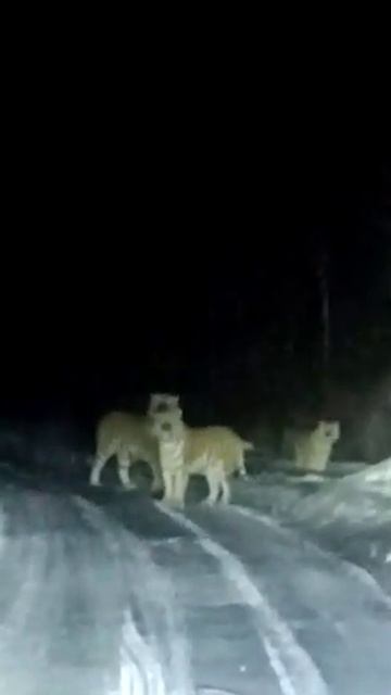 Тигры гуляют по дороги !!!