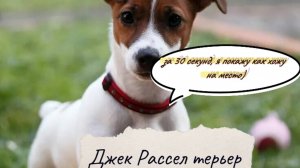 Джек Рассел терьер, плюсы и минусы породы и воспитания.
