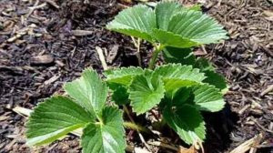 🍓 Секрет гигантских кустов клубники: одна подкормка на весь сезон!