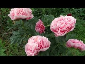 Пион ЭТЧЕД САЛМОН / Paeonia ETCHED SALMON - ОБЗОР, ОПИСАНИЕ, ЦВЕТЕНИЕ, ОТЗЫВ