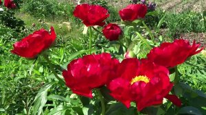 Пион ПОСТИЛЬОН / Paeonia Postillion - ОБЗОР, ОПИСАНИЕ, ЦВЕТЕНИЕ, ОТЗЫВ