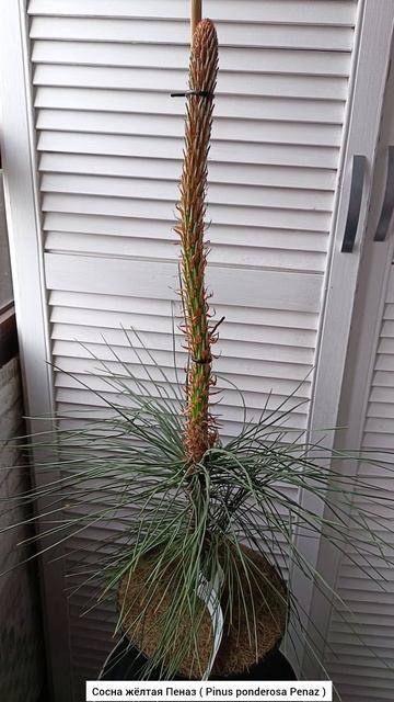 Сосна жёлтая Пеназ ( Pinus ponderosa Penaz ).