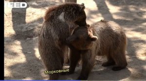 Мультфильм про зоопарк и кнопкина