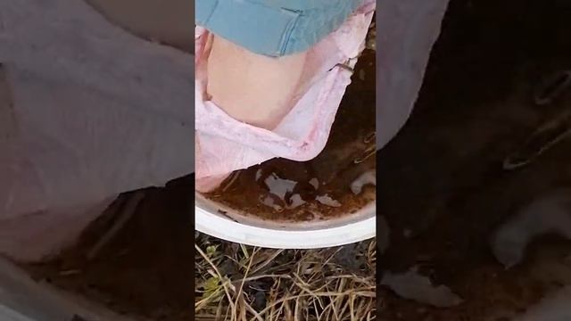 Красные рачки дафнии? смотреть онлайн