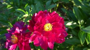 пион  Лее -LEE   Уильям Х. Креклер  1985