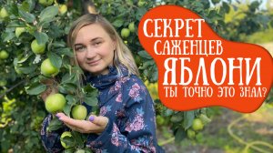 “Почему ваша яблоня не плодоносит? Ошибка в выборе подвоя!”