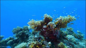 Рыбы Красного моря (с описанием). Настройки GoPro HERO 12. Часть 4. Египет. Дайвинг. (Сафага)