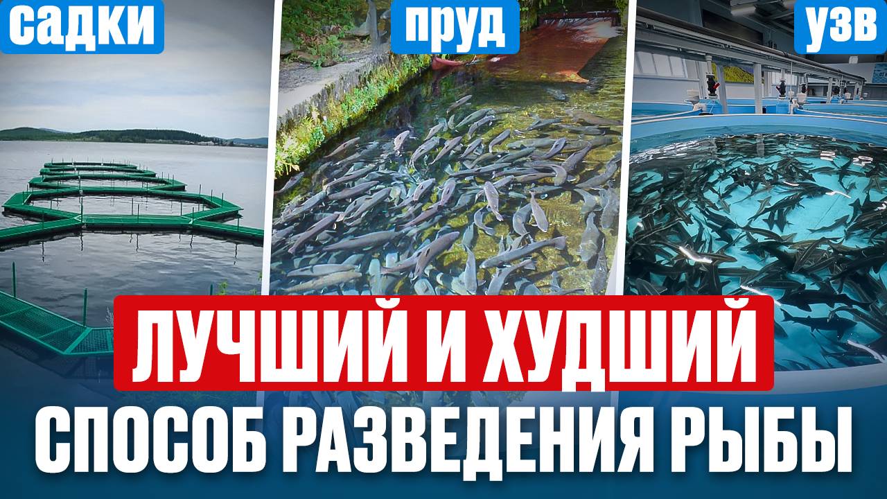 Любой может зарабатывать на этом! Как выращивать рыбу в 2025 БЕЗ ГОЛОВНЯКА_ шпаргалка для начинающих
