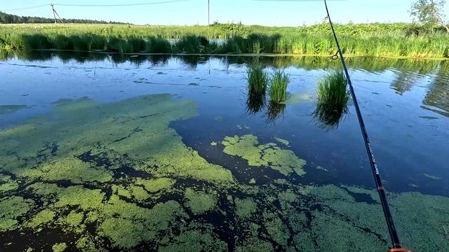 МОРМЫШИНГ НА ЛЕСНОМ ОЗЕРЕ.РАСКРЫВАЮ СЕКРЕТЫ ЛОВЛИ КАРАСЯ НА СПИННИНГ! РЫБАЛКА 2024 смотреть онлайн