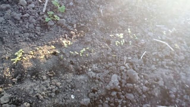 Проверяем всходы о зимых посевов. 14.11. 2019 год. 18 +