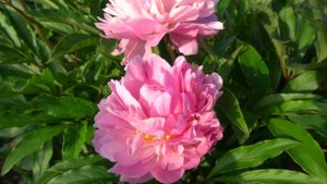 Пион Любимец парков - Lyubimets Parkov (Харченко Е.Д. - Тыран И.А., 1971 год, СССР).