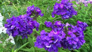 Флокс метельчатый  Черное Море. Автор Ю.А. Репрев1980-е.