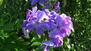 Флокс МОЙ ЛЮБИМЫЙ ВОДОЛЕЙ - обзор, описание, цветение, отзыв.