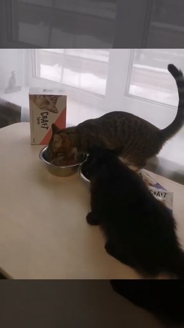 Корм для котят Craft Farm с курицей в соусе смотреть онлайн