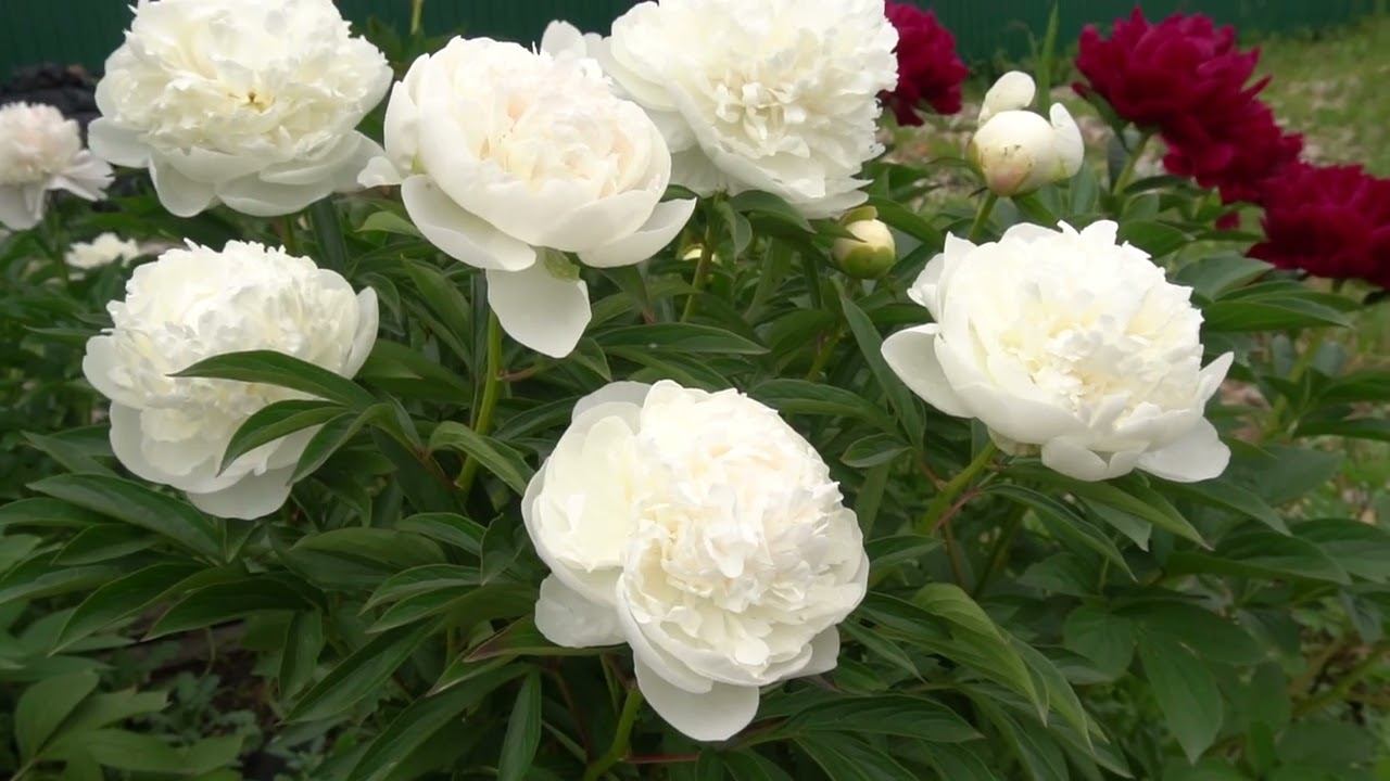 Ле Синь - (Le Cygne) - оригинатор Lemoine 1907г смотреть онлайн