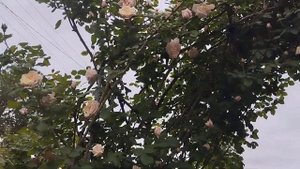 Обзор плетистой розы Глуар де Дижон.