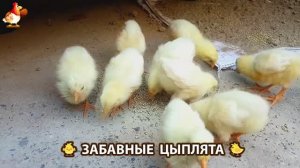 Забавные цыплята для души выпуск (3)