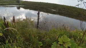 Удачное открытие по утке с Курцхарами в Ленинградской области! 1 ч.