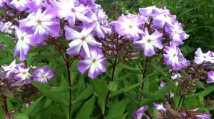 Флокс ЛУННЫЙ КАМЕНЬ - обзор, описание, цветение, отзыв