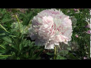 Пион ЖАННО / Paeonia JEANNOT: ОБЗОР, ОПИСАНИЕ, ЦВЕТЕНИЕ, ОТЗЫВ