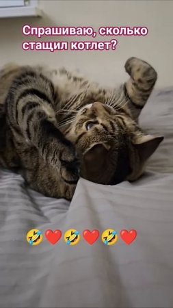 Четыре 🙀🤔🤗🤣 #cat #кот #юмор #приколы