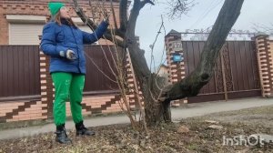 Обрезка розы ПЬЕР ДЕ РОНСАР весной. rosebushes.ru. Ксения