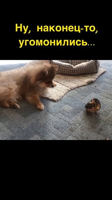 Шпиц и дрозд, как заводные игрушки…🤪Spitz and thrush, like clockwork toys ...!  Spitz said смотреть онлайн