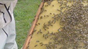 Отрутневелая семья, подсадили матку, смотрим убили или нет