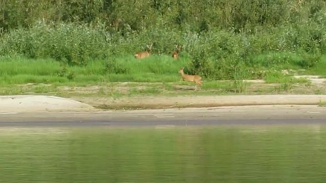 На просторах Припяти смотреть онлайн