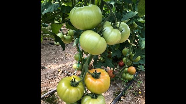 Sofralarımızın Vazgeçilmez Lezzetleri Pembe Domatesler