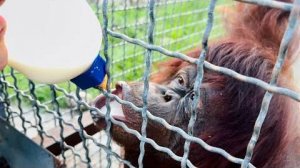 У медведей Топы и Кнопы появился конкурент по ПОЕДАНИЮ КАШИ!