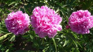 Яблочкина -Сосновец, 1960