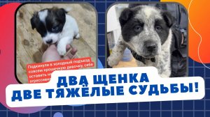 Два щенка, две тяжелые судьбы
