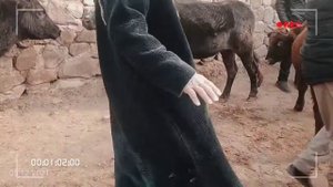 Мол бозори Мискинобод