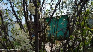 Хрущи с наших плодовых деревьев.
