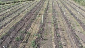 Питомник Маценко - 2019