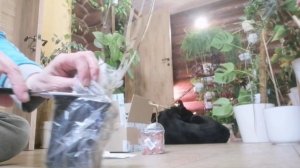 Посылка Сады России! Долгожданные растения!
