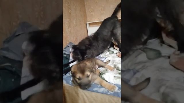 Дина, щенок, который нашел дом🏠 ищем щенкам дом. г. Москва. 89296731973 смотреть онлайн