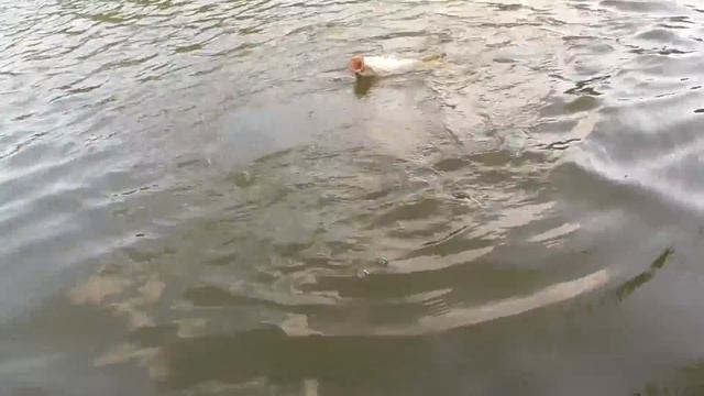 КРУПНЫЕ РЫБЫ НА ПОПЛАВОЧНУЮ УДОЧКУ КЛЮЮТ! ПРУД С МОНСТРАМИ! Рыбалка на поплавок на карпа и карася смотреть онлайн