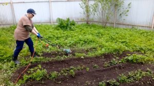 31 мая 2022 г.Окучиваю картофель культиватором для ленивых