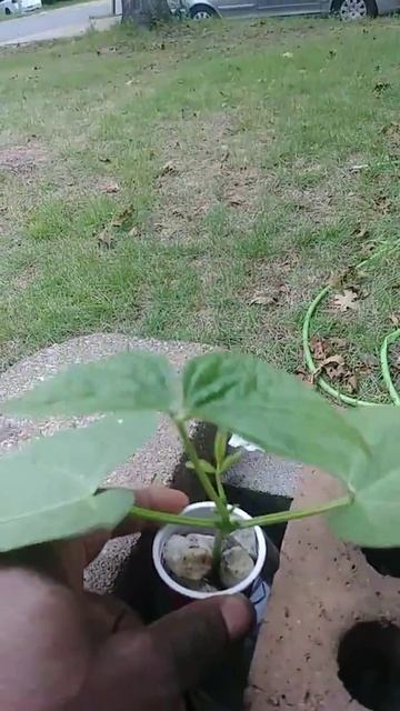 Growing beans in a bottle. Hydroponic