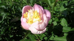 Пион ГОЛЛИ / Paeonia GOLLY - ОБЗОР, ОПИСАНИЕ, ЦВЕТЕНИЕ, ОТЗЫВ